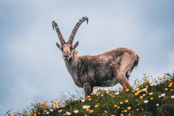 Steinbock-Auktion: Hobby-Jäger subventionieren Wolfshetze