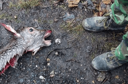 Die Totmacher in unseren Wäldern