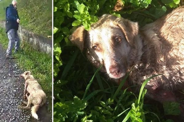 Animal Cruelty: Hobby Hunter Tortures Dog in Spain