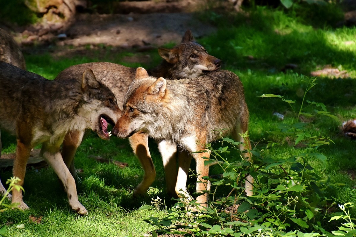 Mehr Wölfe und weniger Risse im Wallis