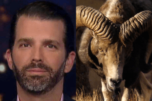 Mongolei Trump-Sohn erlegt seltenes Riesenschaf