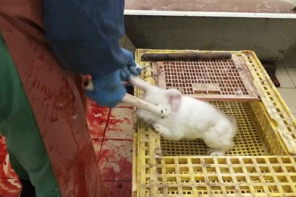 Vidéo PETA : l'horreur de la production de fourrure en Russie