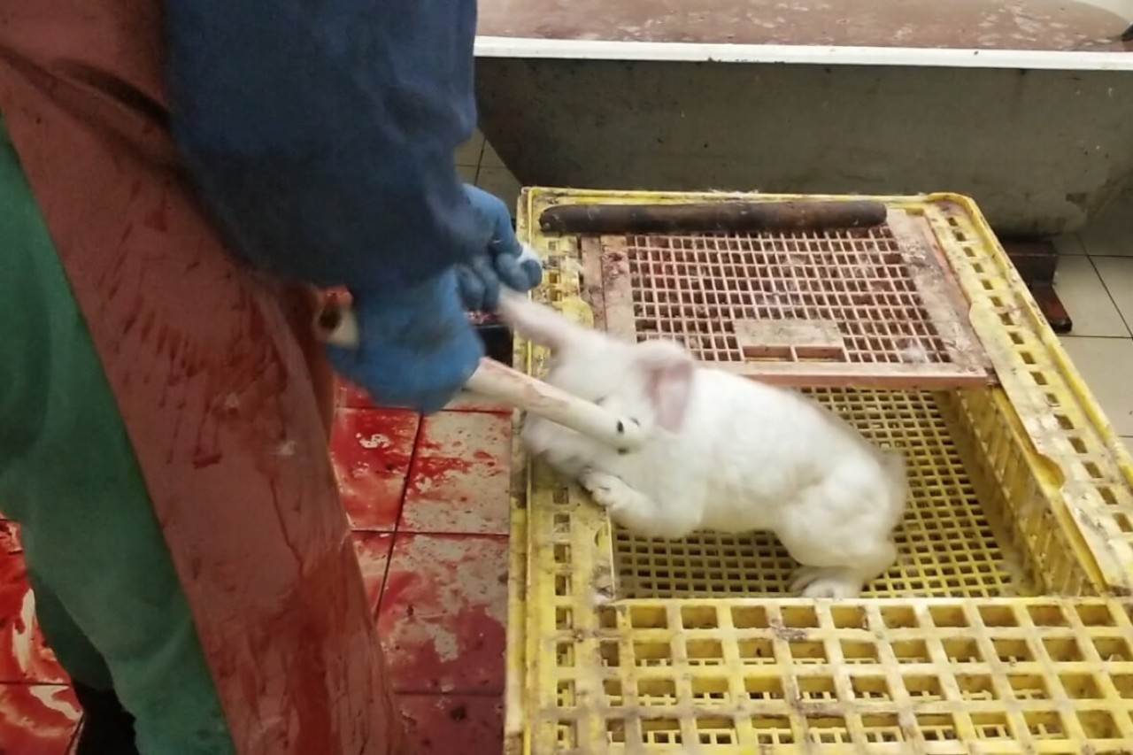 PETA-Video: Grauen der Pelzproduktion in Russland