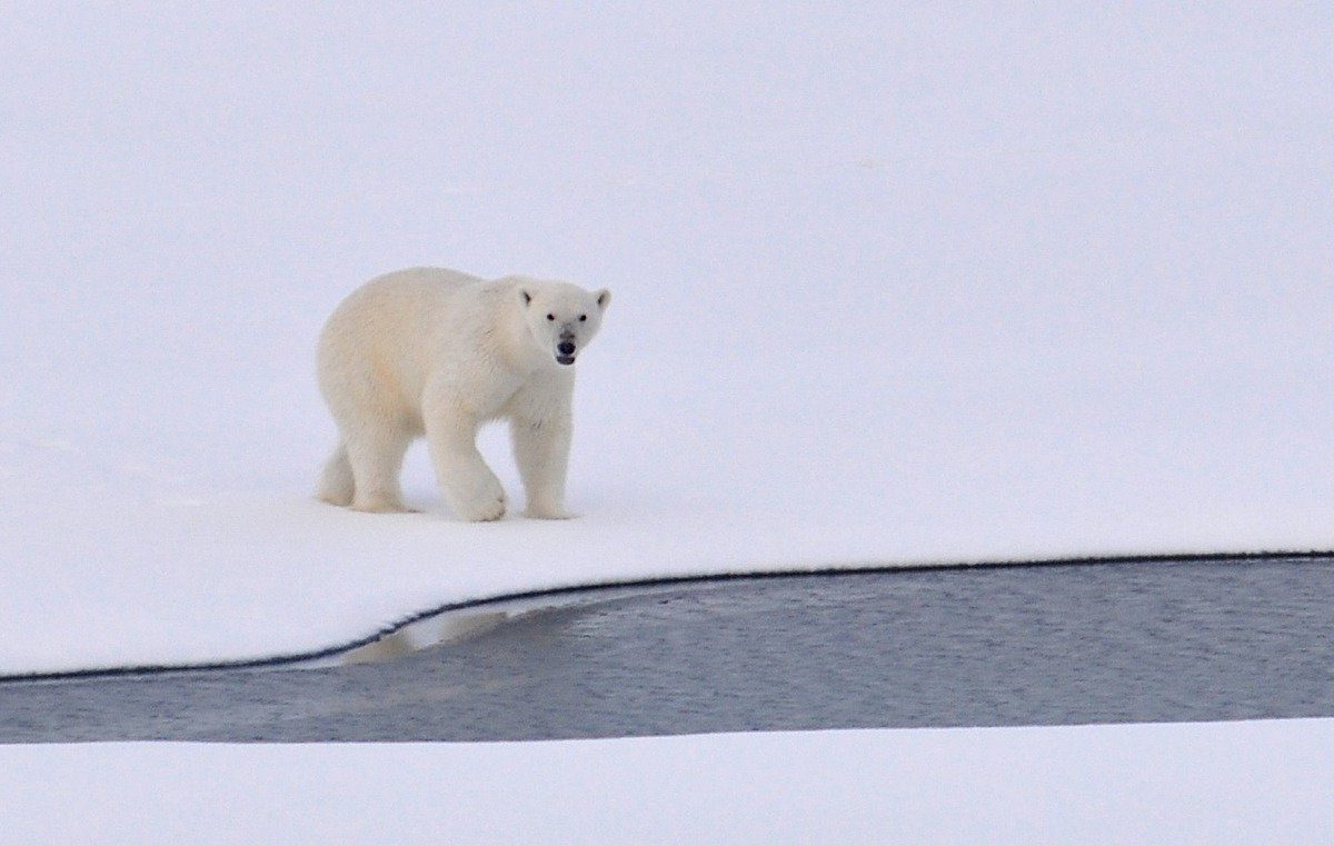 Eisbärjagd: Bis zu 1’000 Abschüsse pro Jahr bedrohen die Art