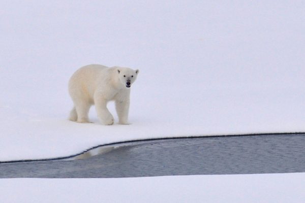Polar Bear Hunting: Up to 1’000 Kills per Year Threaten the Species