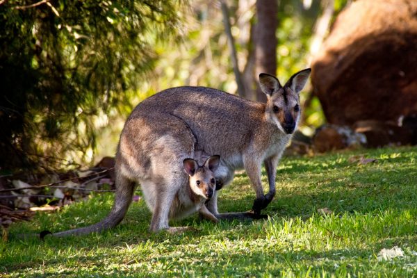 Australien: Feuer, ein Wendepunkt für den Klima- und Artenschutz?