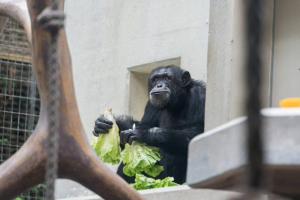 Schimpanse im Zoo Basel getötet