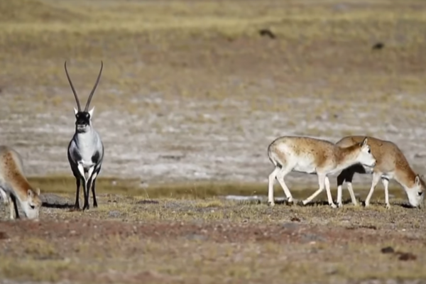 Tibetan antelope: Customs seize 69 shahtoosh shawls