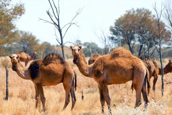 Australien: Scharfschützen sollen 10’000 Kamele eliminieren