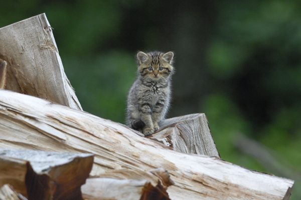 Wildkatze ist Tier des Jahres