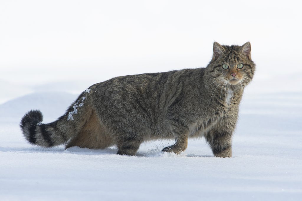 Europäische Wildkatze steht im Schnee, Blick nach vorne gerichtet, mit gestreiftem Fell und buschigem Schwanz.