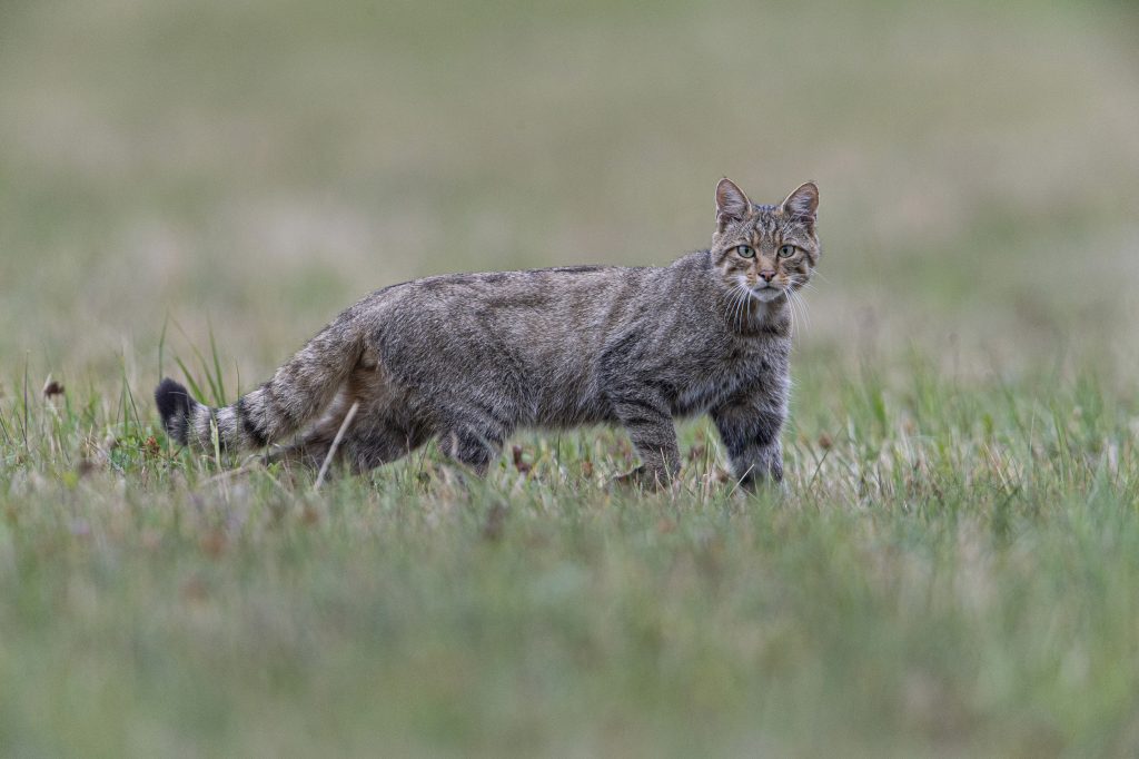 Europäische Wildkatze (Felis silvestris) auf einer Wiese, in natürlicher Umgebung, mit grauem Fell und charakteristischen Streifen.