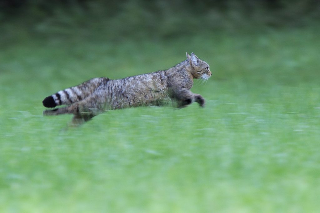 Eine Europäische Wildkatze (Felis silvestris) springt elegant über eine grüne Wiese.