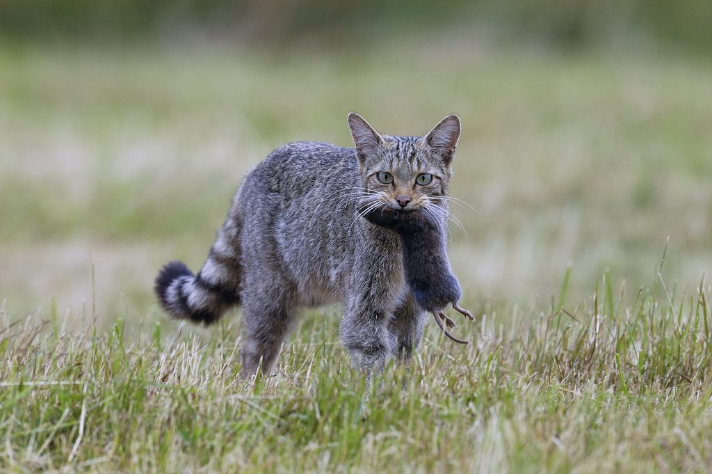 Eine Europäische Wildkatze trägt eine gefangene Maus im Maul und bewegt sich durch eine grüne Wiese.