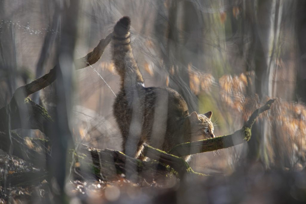 Europäische Wildkatze (Felis silvestris) in einem Wald, während sie sich an einem Ast reibt, um ihre Duftmarken zu setzen.