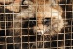 Arosa Dorf verbietet Werbung für Pelzprodukte