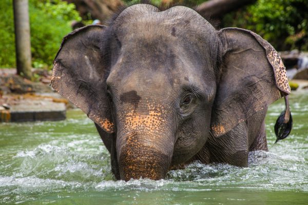 Artenschutz: Elefanten, Jaguare und Haie profitieren