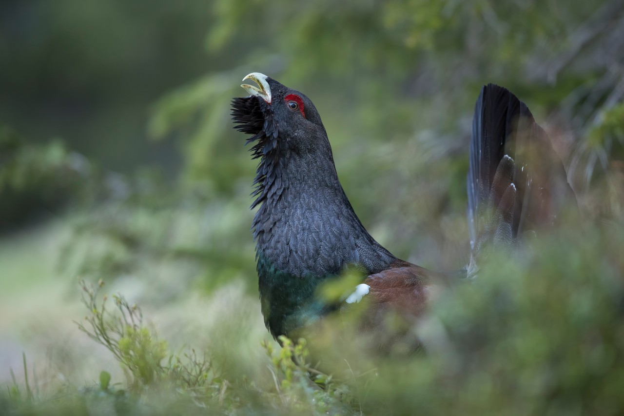 Auerhuhn Rekordalter im Kanton Schwyz
