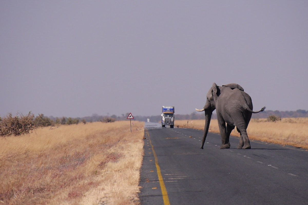 Botswana Ein Elefant kostet 35'000 Euro