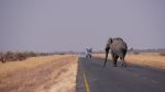 Botswana Ein Elefant kostet 35'000 Euro