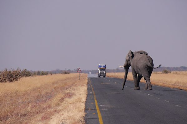 Botswana : un éléphant coûte 35’000 euros