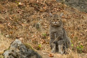 Il gatto selvatico