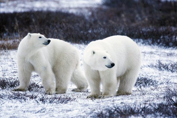 Eisbären: Russland beginnt mit der Zählung