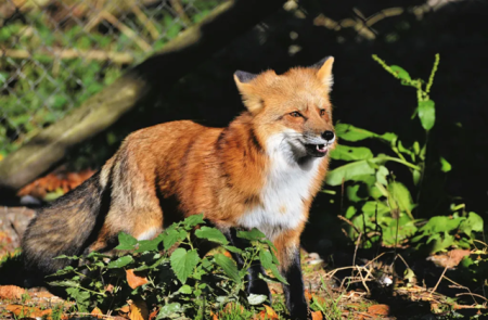 Tierquälerei: Fuchsmassaker in der Schweiz