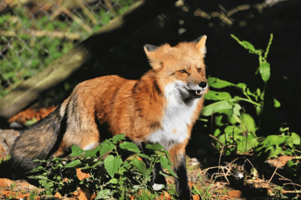 Tierquälerei: Fuchsmassaker in der Schweiz