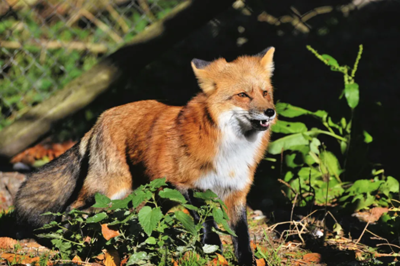 Crueldade contra animais: Massacre de raposas na Suíça