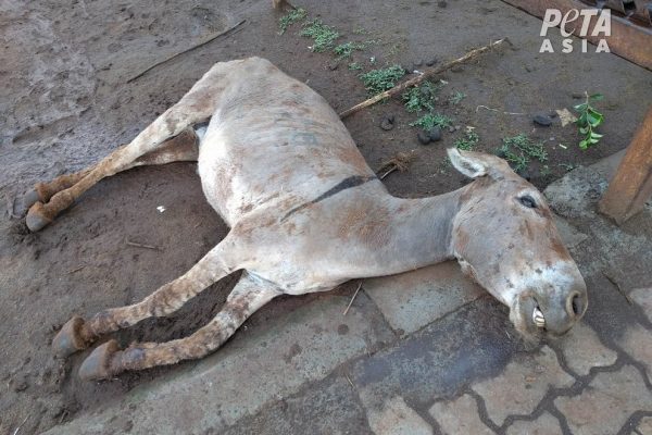 Kenya : Interdiction de la mise à mort et de l'exportation d'ânes vers la Chine