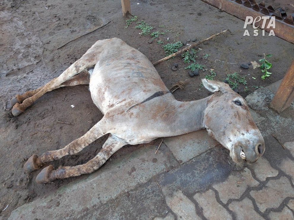 Kenia Verbietet Tötung und Export von Eseln nach China