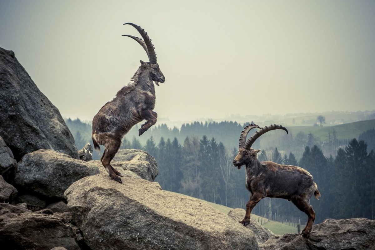 Leitkultur Zur Jagdkritik