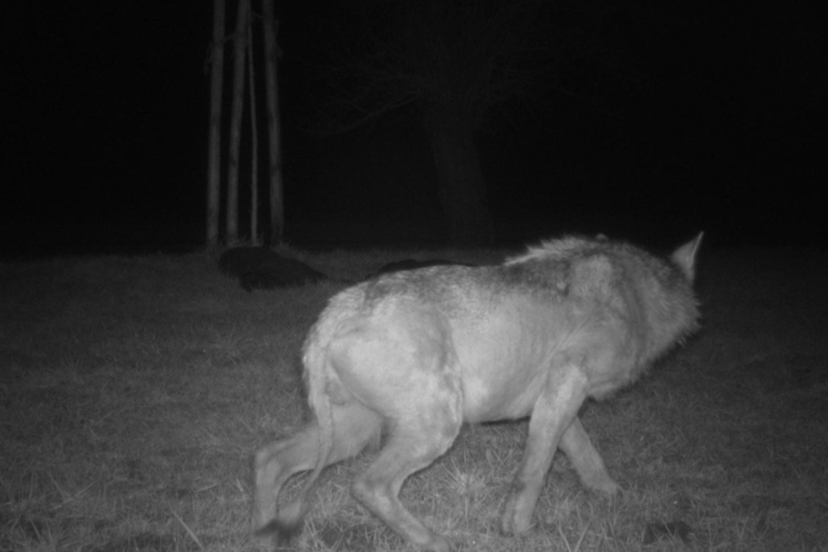 Ostschweiz Wolf war krank