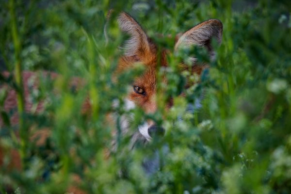 Schonzeit: Über 60 Organisationen helfen dem Fuchs in Deutschland