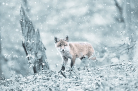 Schweizer Jäger: Tierquälerei auf der Fuchsjagd stoppen