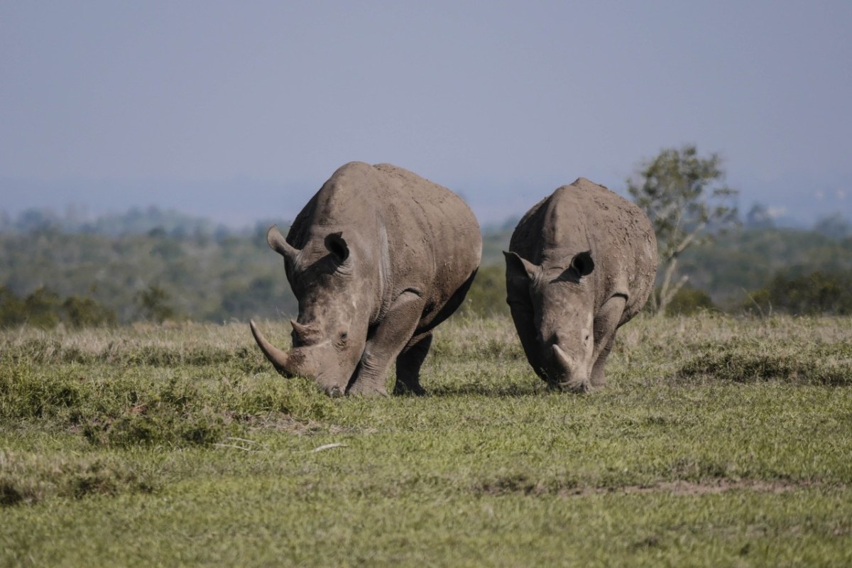 Südafrika Nashorn-Wilderei zurückgegangen