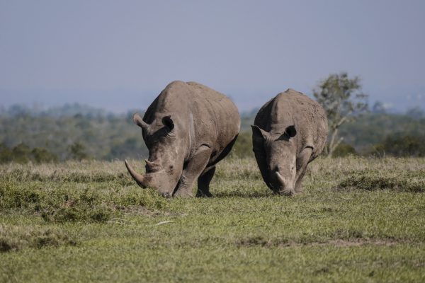 Afrique du Sud : le braconnage des rhinocéros en recul
