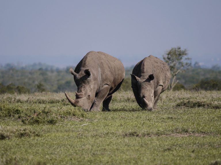 Südafrika Nashorn-Wilderei zurückgegangen