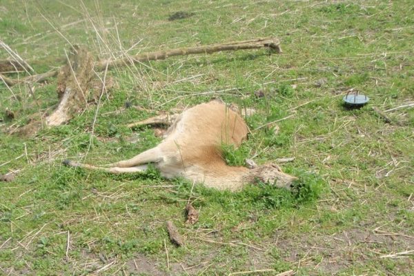 Kadavers van dieren: geven het ecosysteem nieuw leven