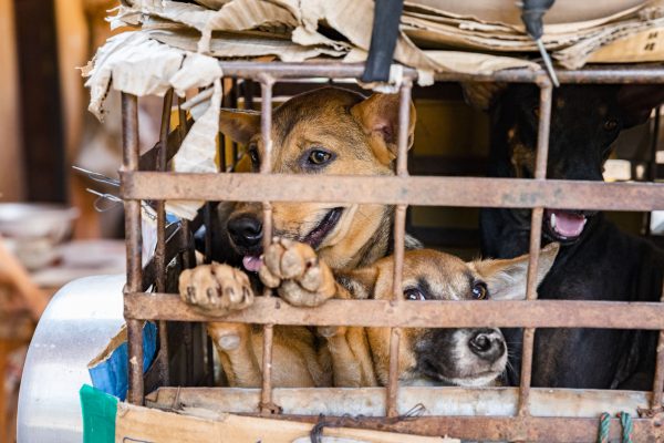 Hunde und Katzen: 10 Millionen werden jährlich in Südostasien geschlachtet