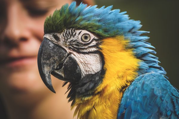 Vogelsoorten: sterven nog sneller uit dan gedacht