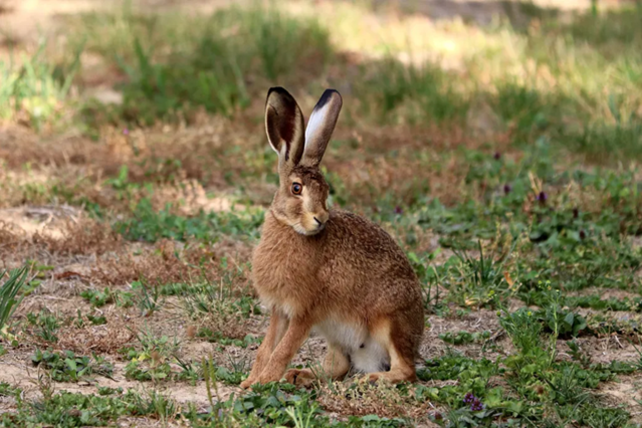 Feldhase: Symbol der Fruchtbarkeit