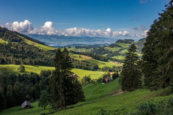 Zurich: More animal welfare for wild animals