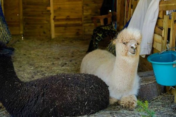 Alpaca: la ricetta contro i cinghiali?