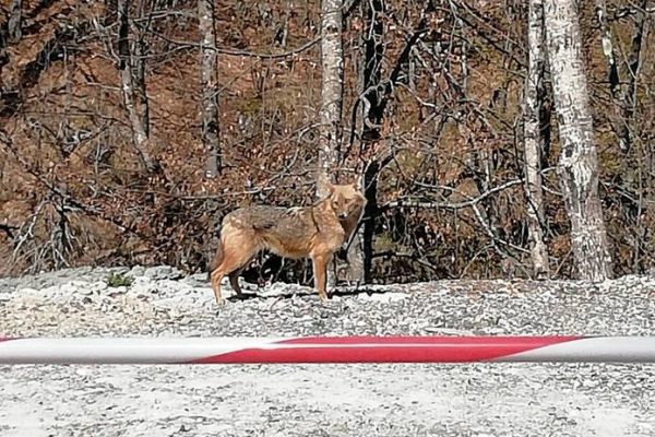 Goldschakal: Erstmals im Tessin gesichtet