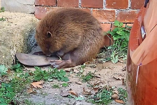 Halle: Criminal complaint against hobby hunter for killing beaver