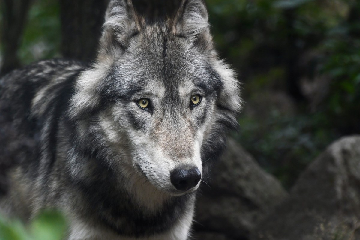 Lichtenstein Wolf nachgewiesen