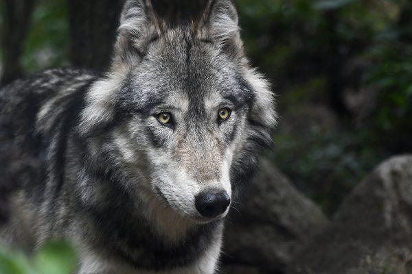Liechtenstein: Wolf nachgewiesen