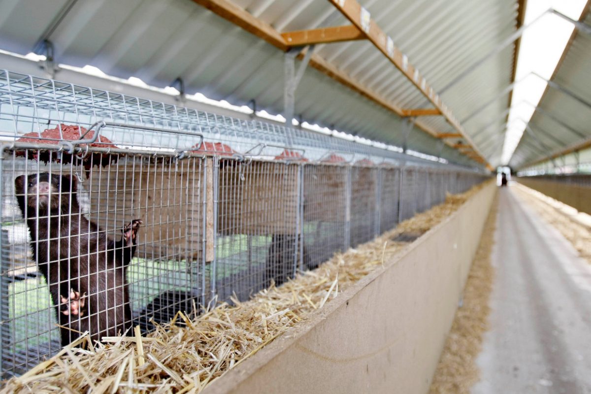 Niederlanden Coronavirus auf Nerzfarm entdeckt
